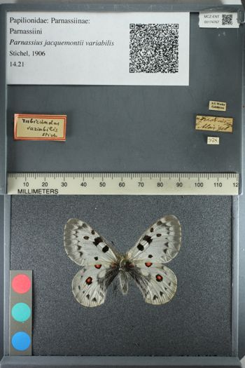 Media type: image;   Entomology 174767